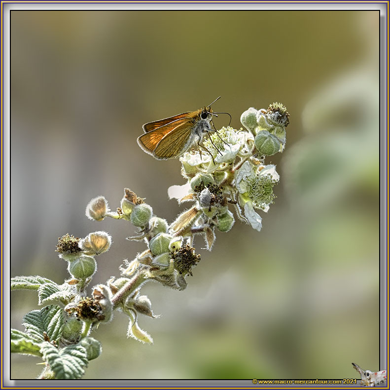 Sylvaine (Hesperiidae)